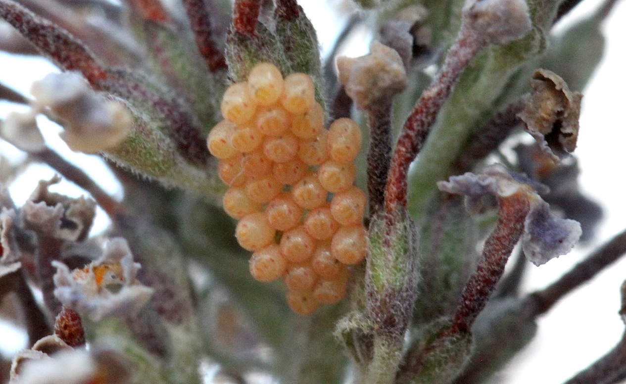 Pentatomidae: Dolycoris baccarum Linnaeus, 1758